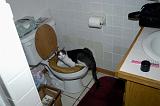 My Cat